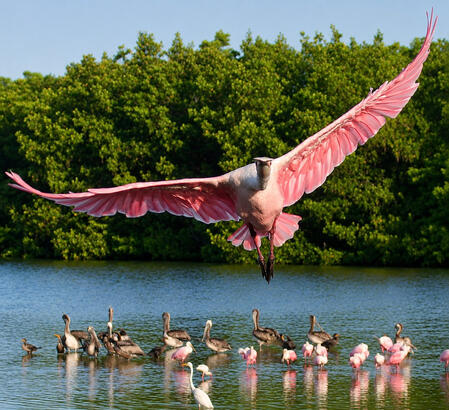 Flying Roseate