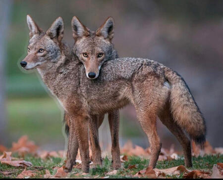 Snuggling Coyotes