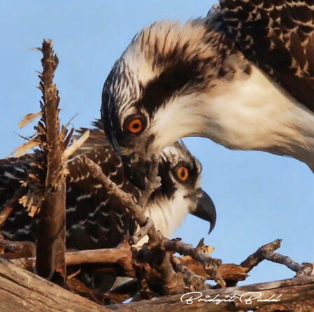 Osprey Couple in Nest